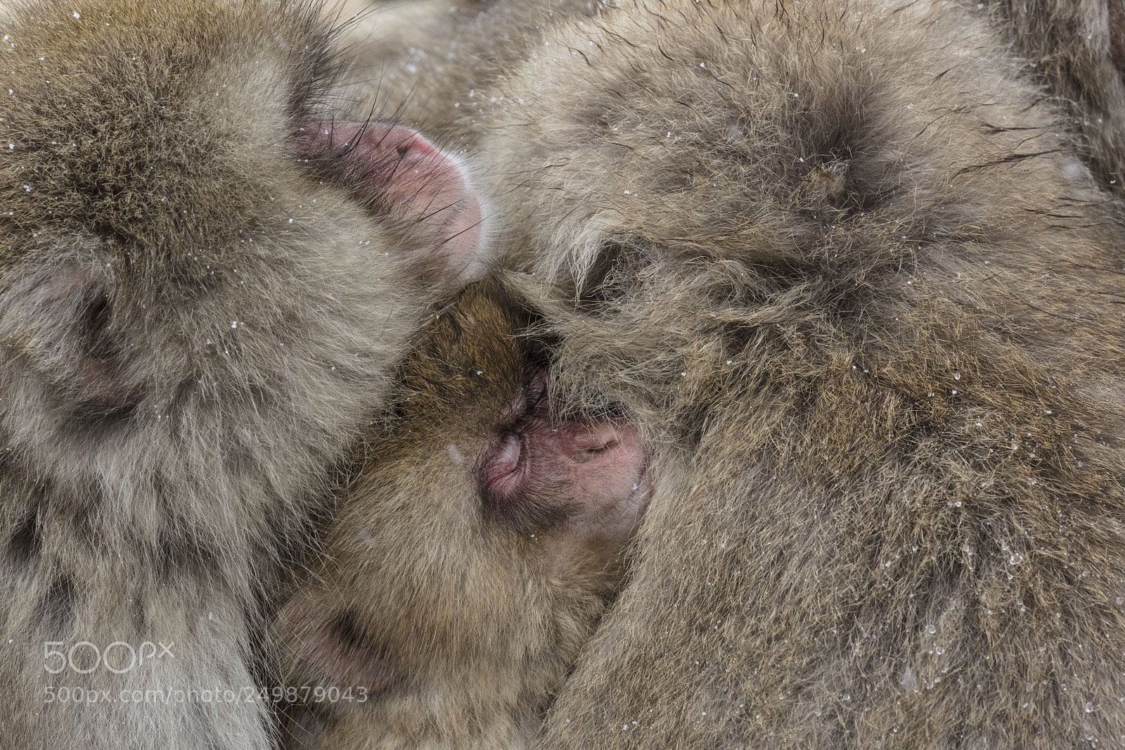 Canon EOS 5DS R sample photo. Japanese snow monkeys photography