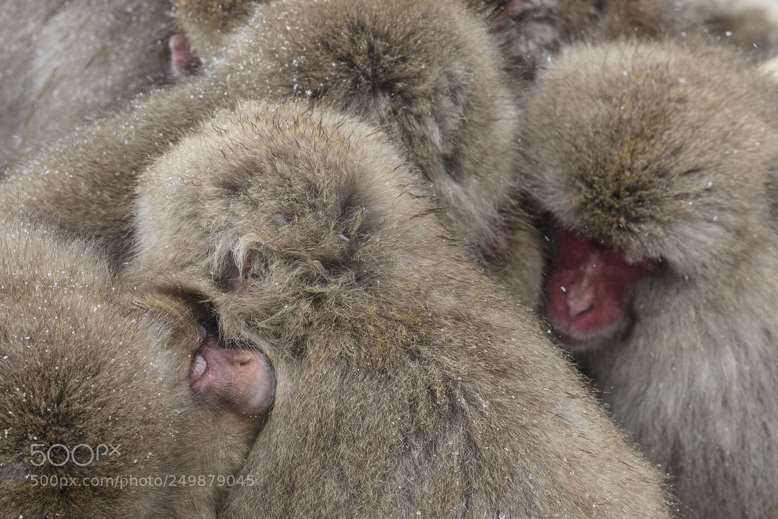 Canon EOS 5DS R sample photo. Japanese snow monkeys photography