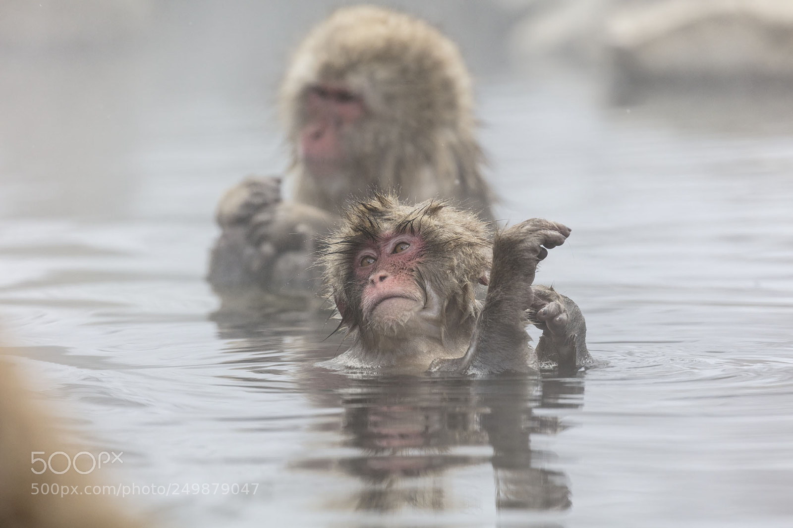 Canon EOS 5DS R sample photo. Japanese snow monkeys photography