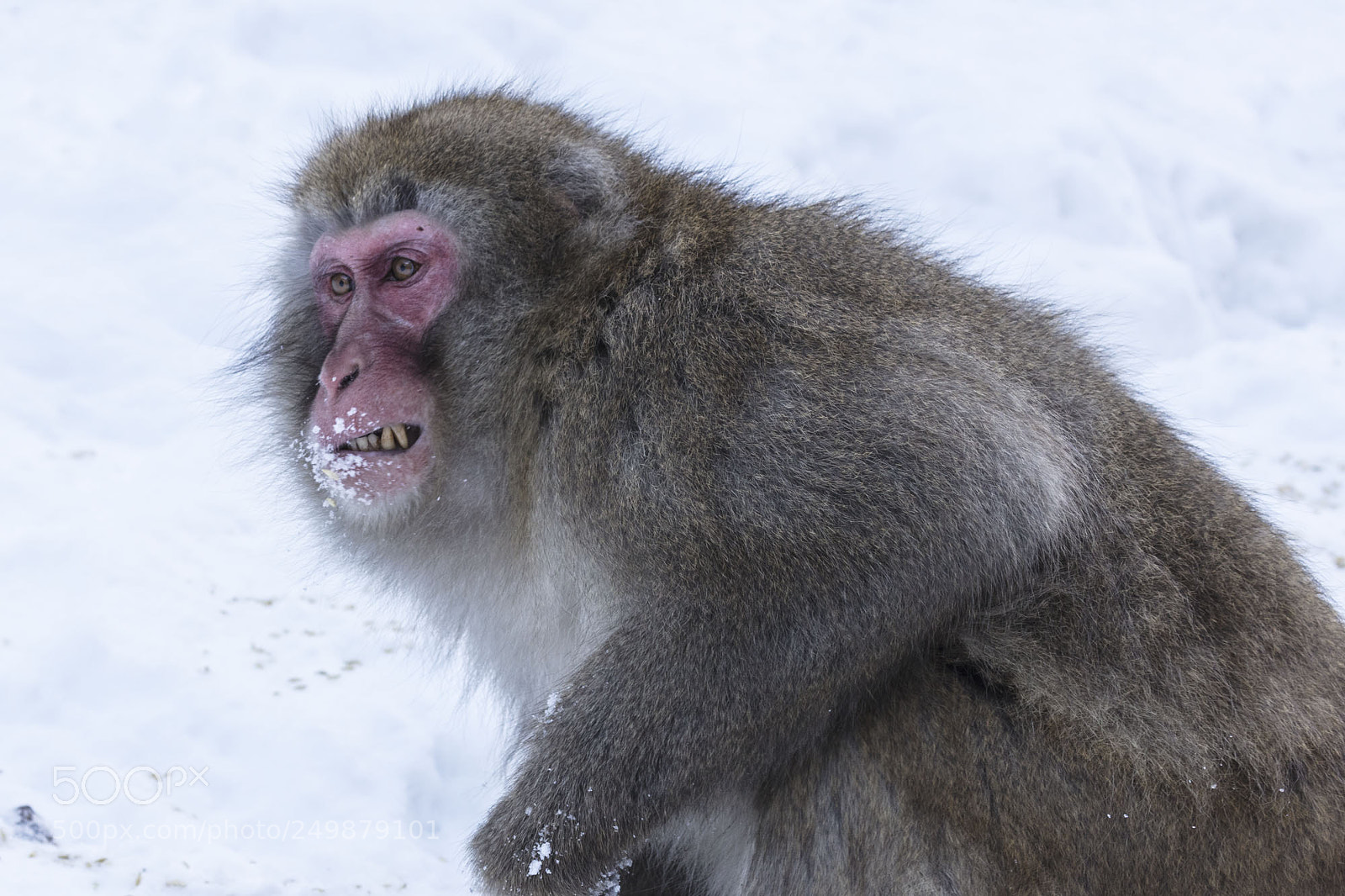 Canon EOS 5DS R sample photo. Japanese snow monkeys photography