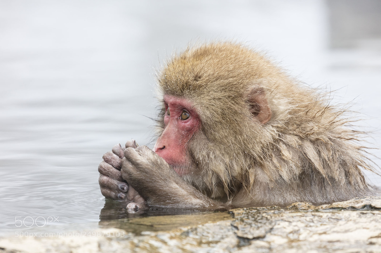 Canon EOS 5DS R sample photo. Japanese snow monkeys photography