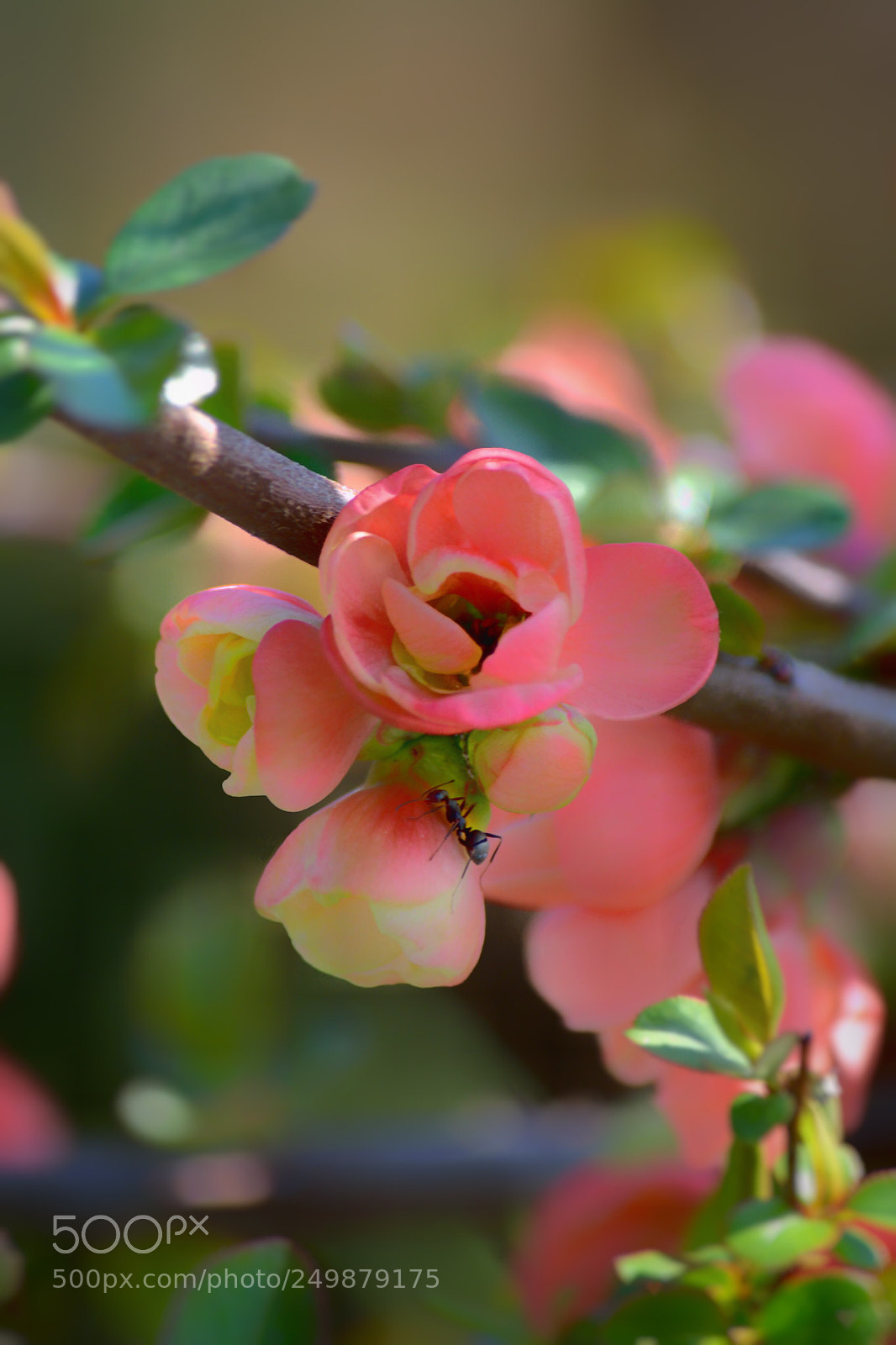 Nikon D5200 sample photo. Untitled photography