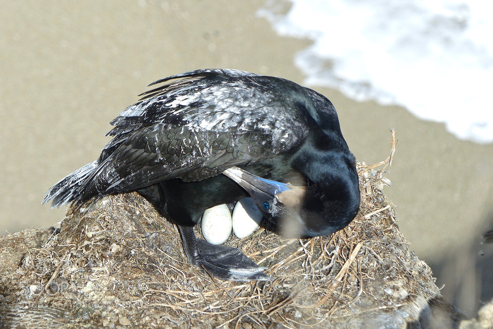 Panasonic Lumix DMC-FZ200 sample photo. A poorly chosen nest photography