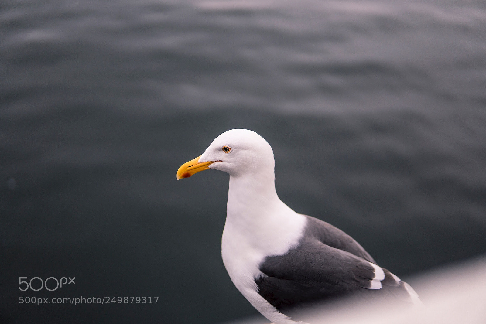 Sony a6300 sample photo. Seagull at santa cruz photography
