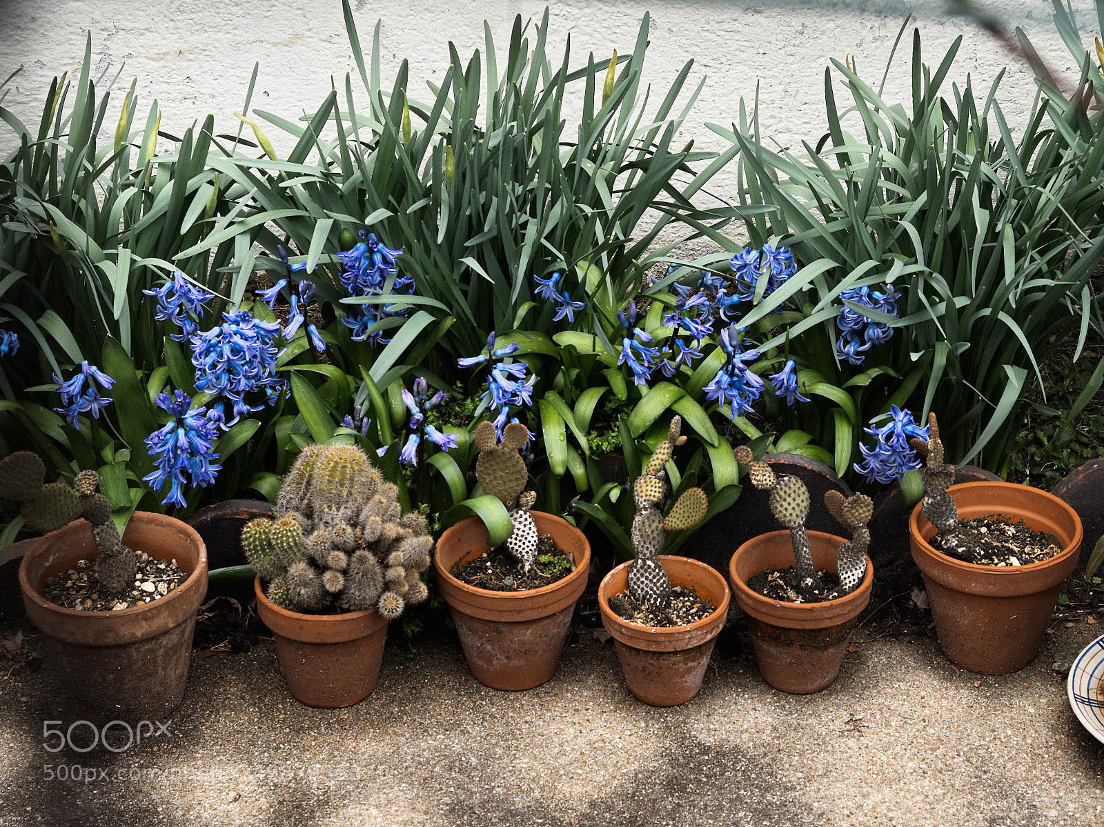 Panasonic Lumix DC-GH5 sample photo. Le gang des cactus photography