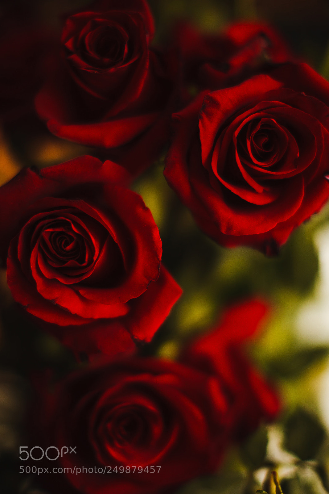 Canon EOS-1Ds Mark III sample photo. Rose photography