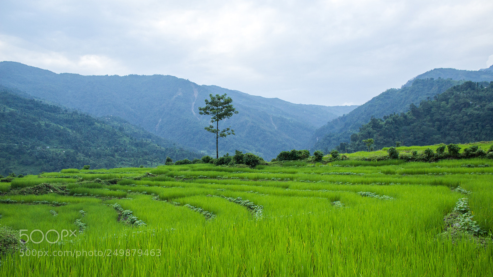 Canon EOS 1200D (EOS Rebel T5 / EOS Kiss X70 / EOS Hi) sample photo. Prawesh rai photography photography