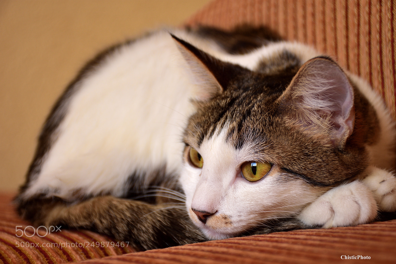Nikon D7200 sample photo. Malinka looks thoughtfully to photography
