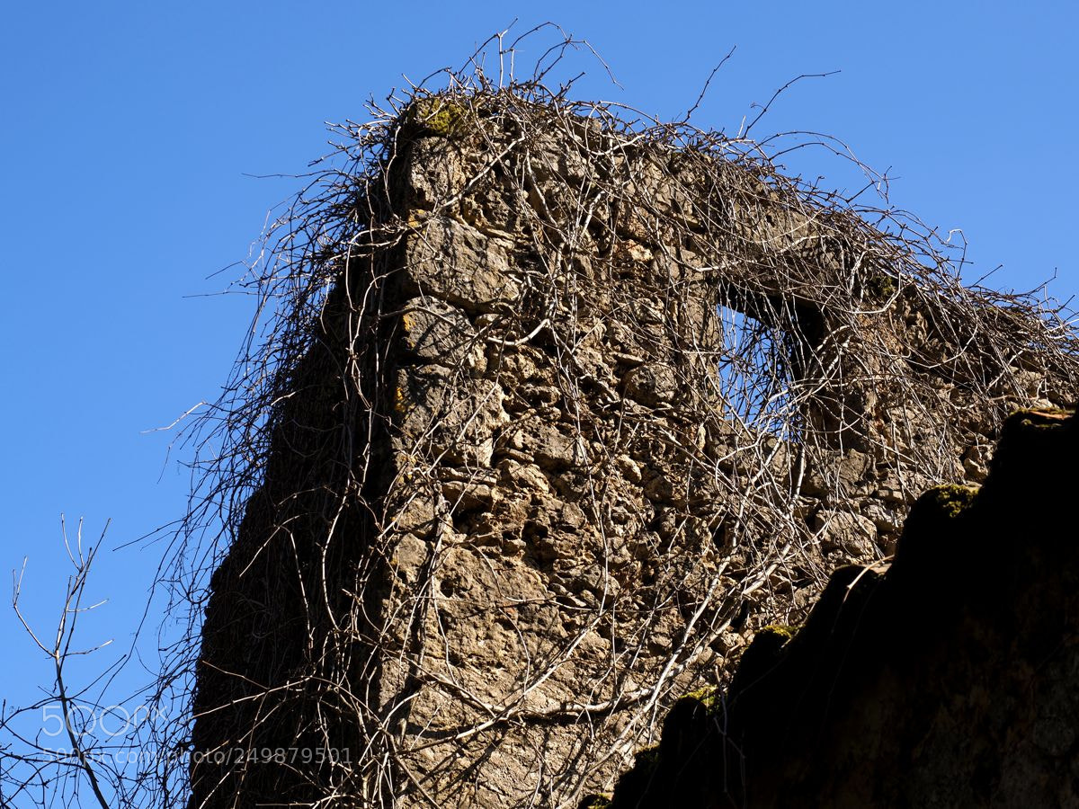 Olympus OM-D E-M5 II sample photo. La nature reprend le photography