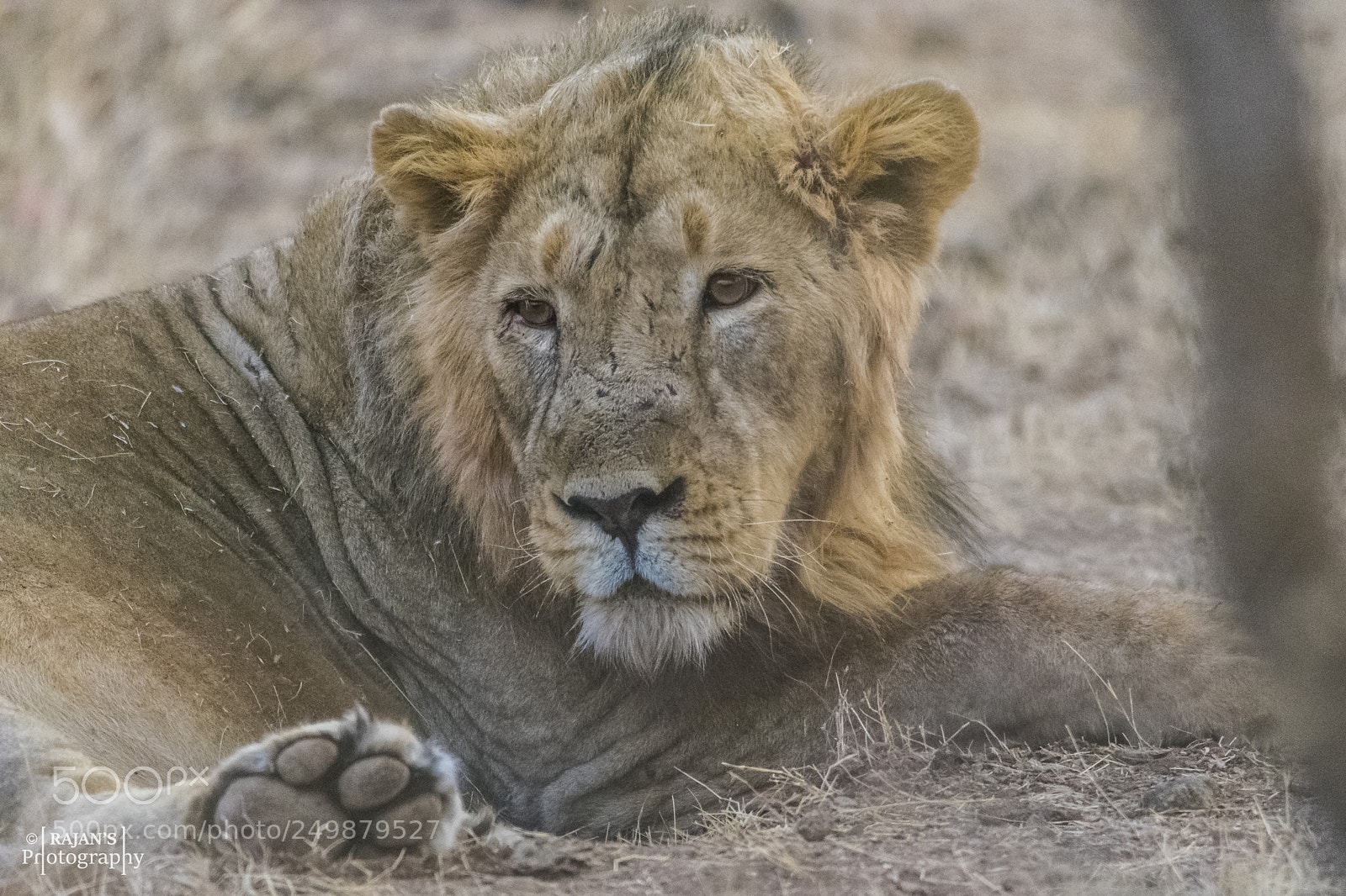 Nikon D3400 sample photo. Lion king photography