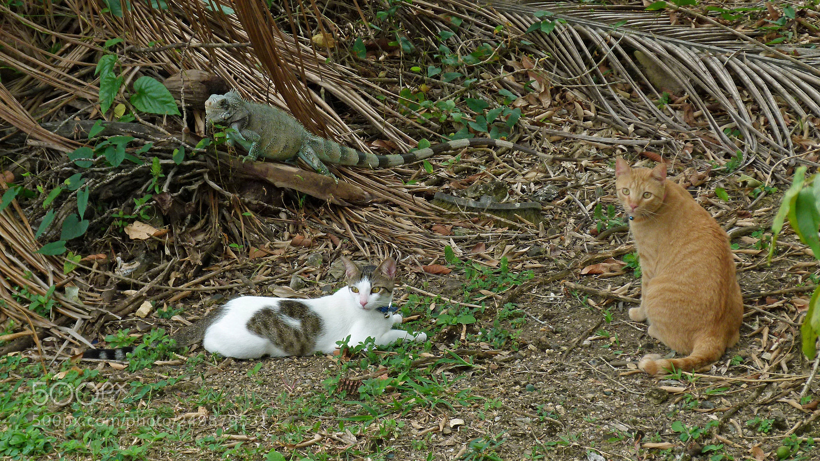 Panasonic Lumix DMC-FZ100 sample photo. Nature  animals photography