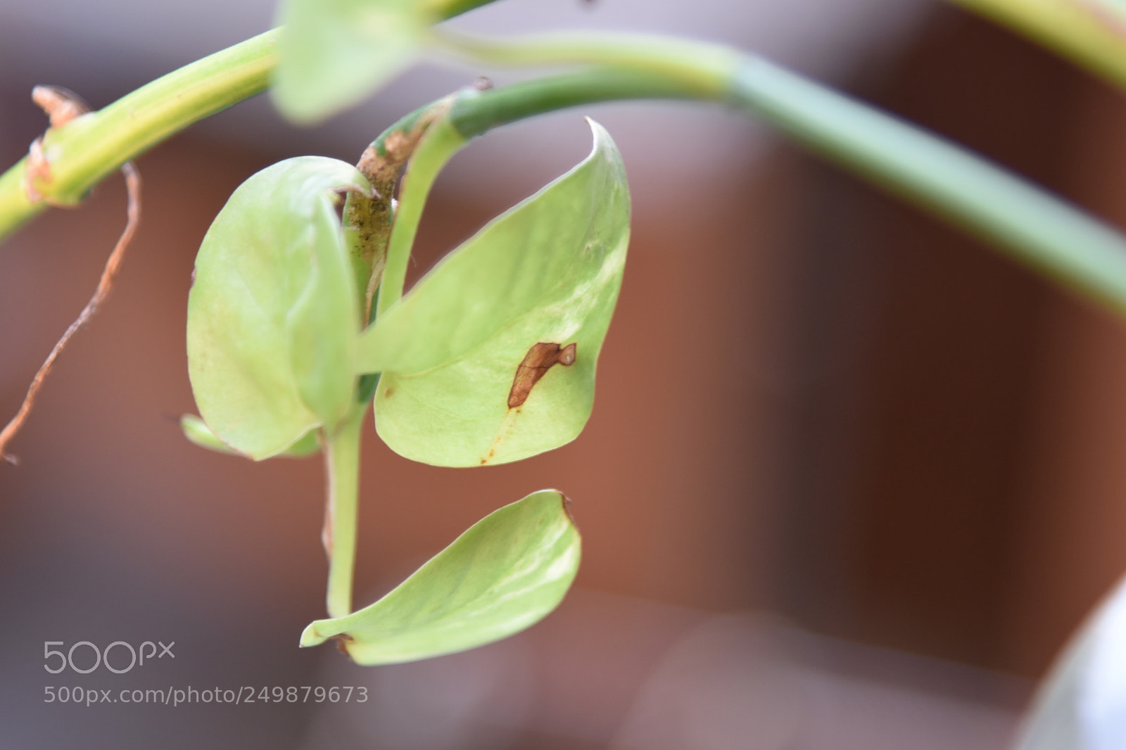 Nikon AF-S Nikkor 24-120mm F4G ED VR sample photo. Plant photography
