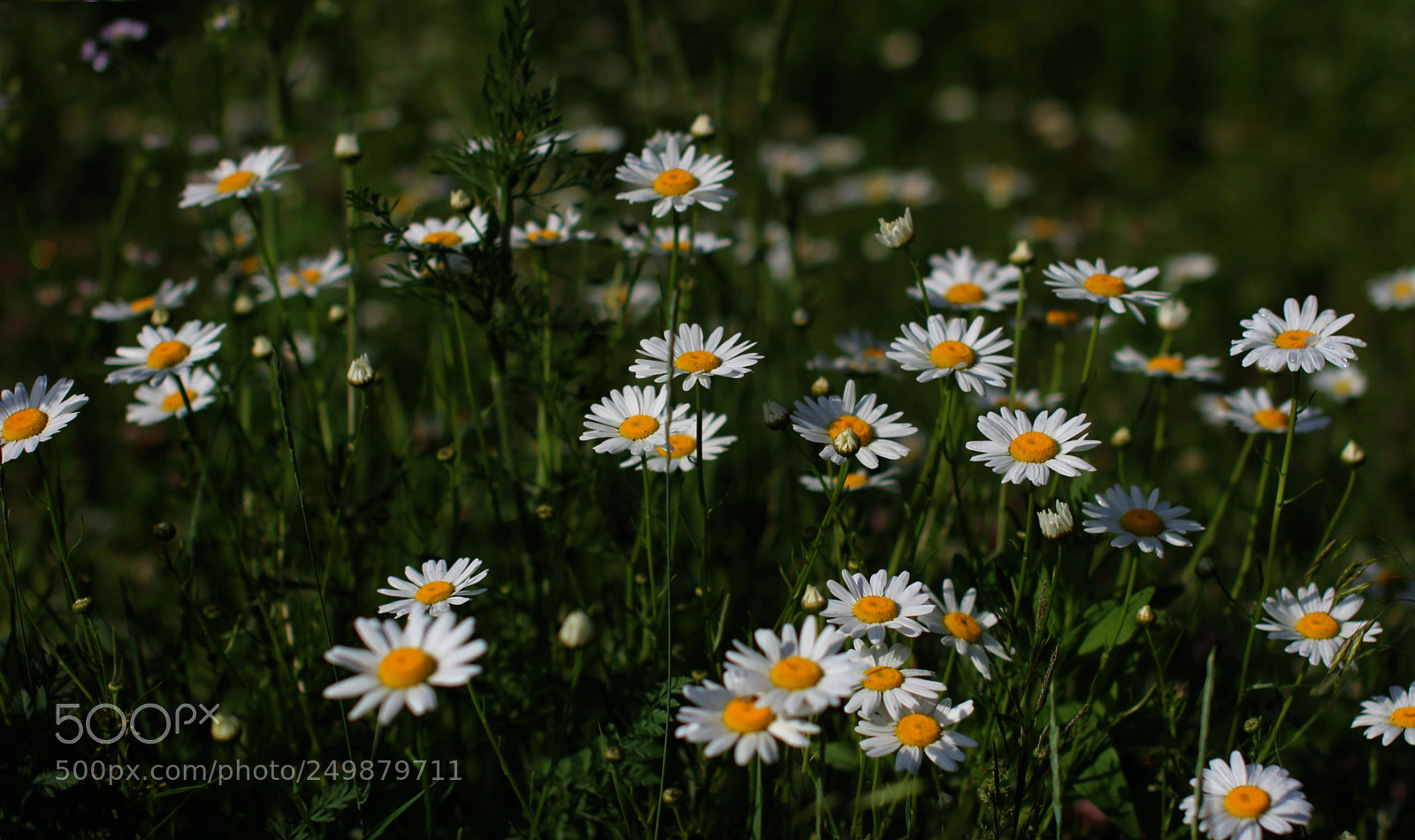 Canon EOS 60D sample photo. K () photography