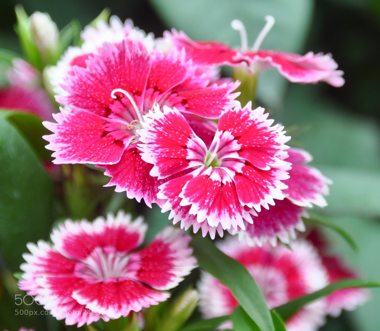 Nikon D90 sample photo. Little flower photography