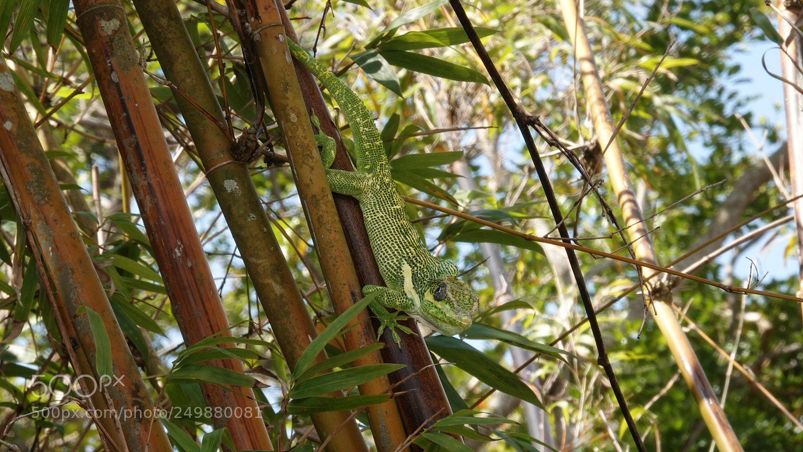 Sony Cyber-shot DSC-RX10 IV sample photo. Animals in the zoo photography