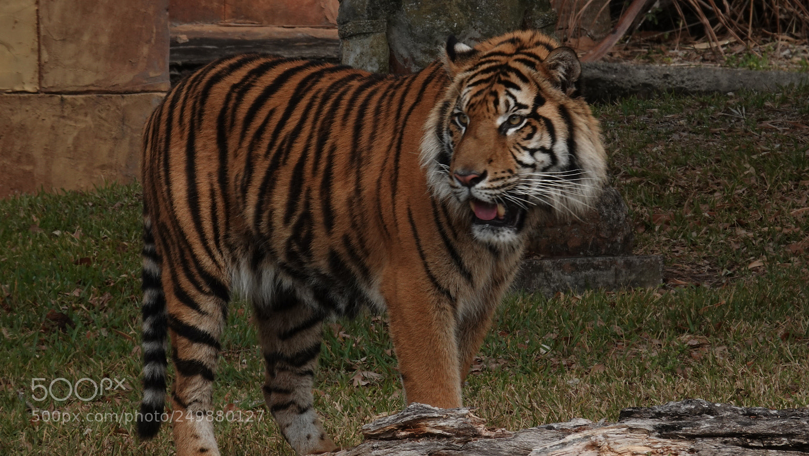 Sony Cyber-shot DSC-RX10 IV sample photo. Animals in the zoo photography