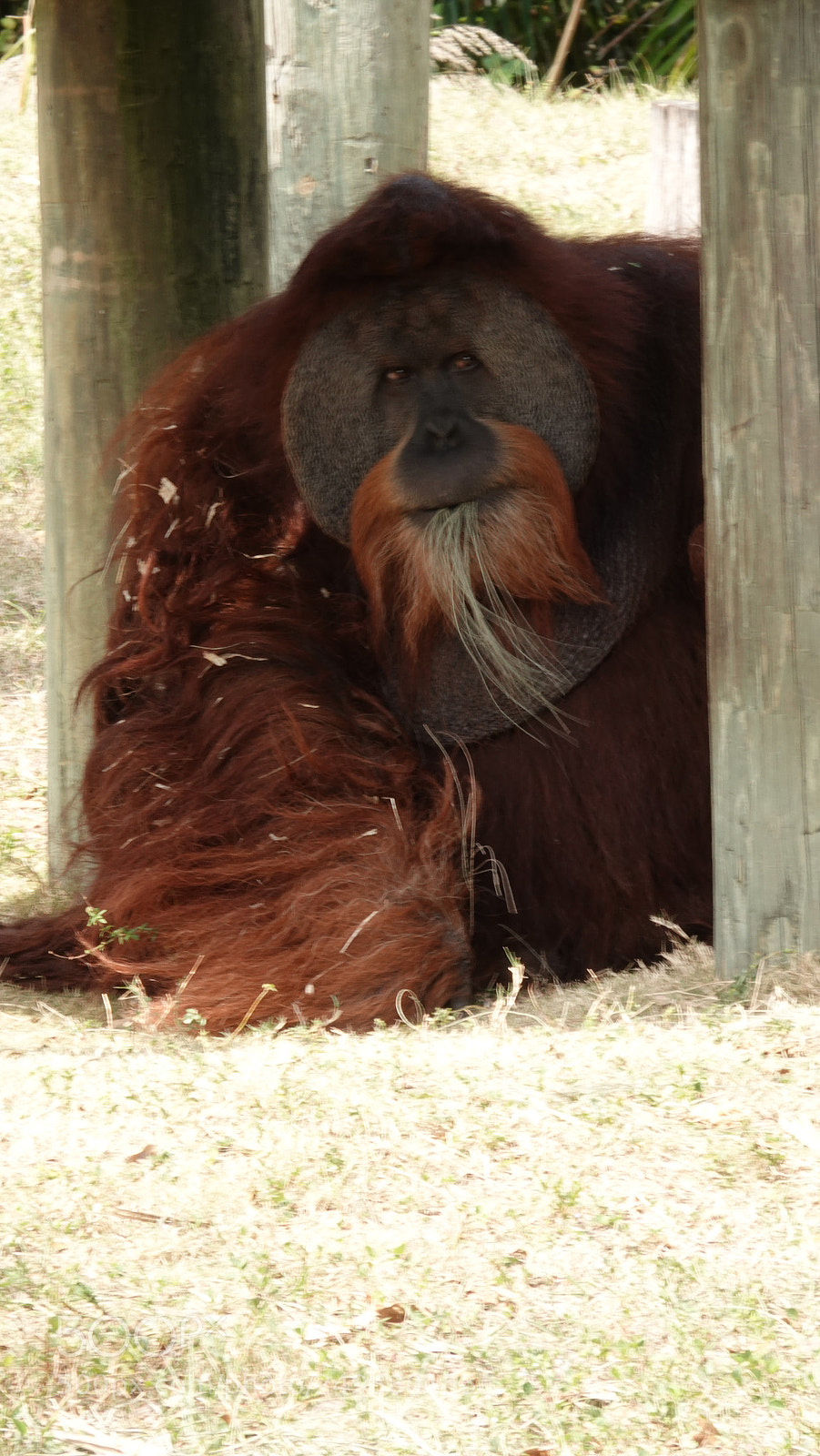 Sony Cyber-shot DSC-RX10 IV sample photo. Animals in the zoo photography