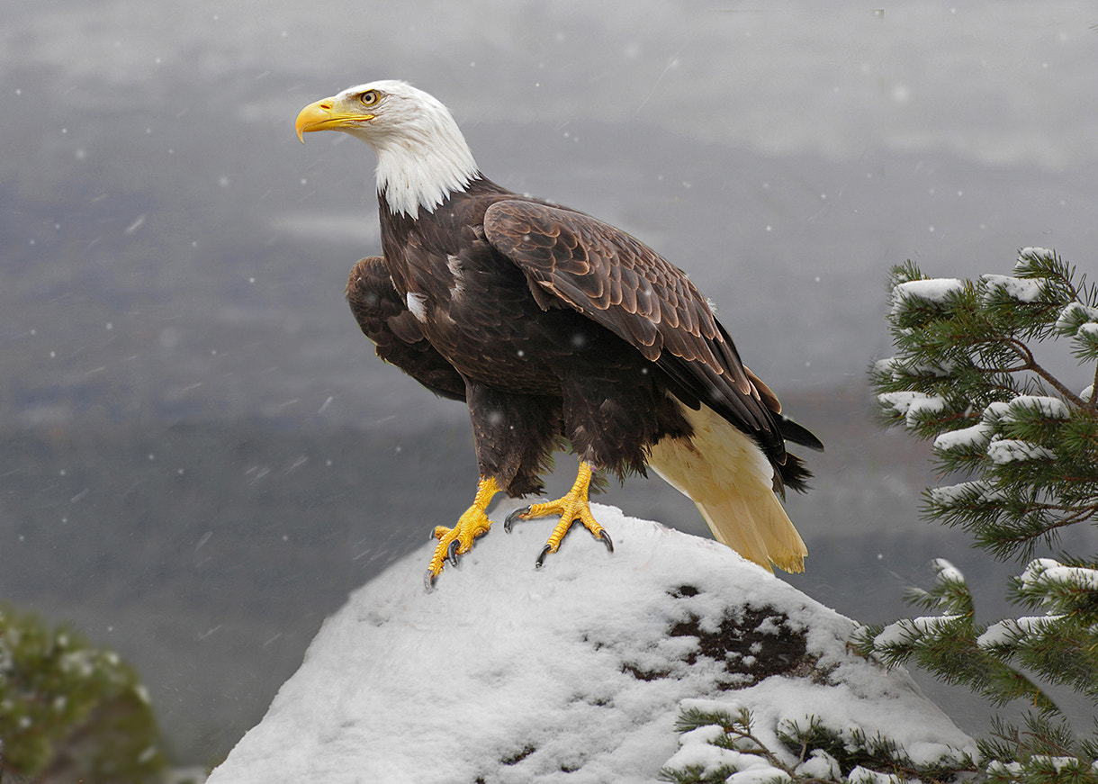 Nikon D2Xs sample photo. Bald eagle photography