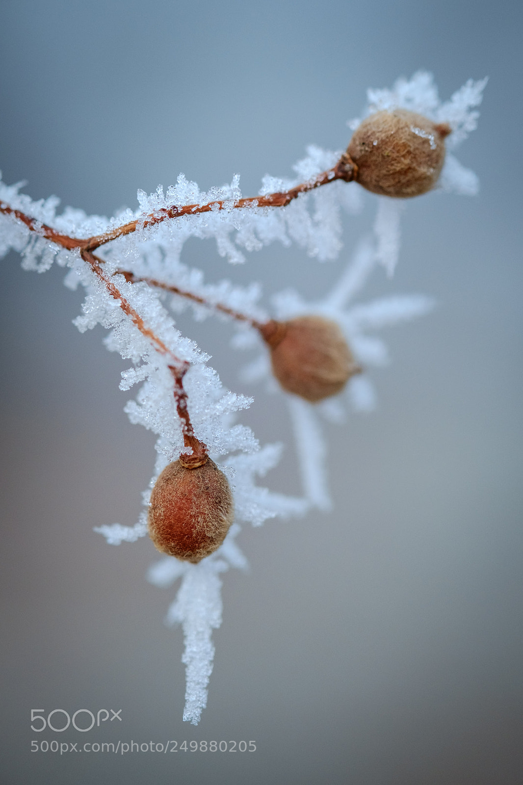 Fujifilm X-E1 sample photo. White frost 1 photography