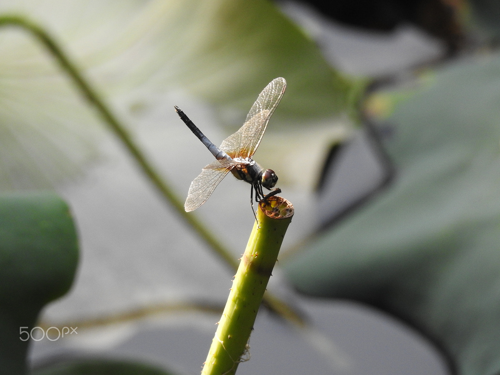 Nikon COOLPIX P900s sample photo. Dragonfly photography