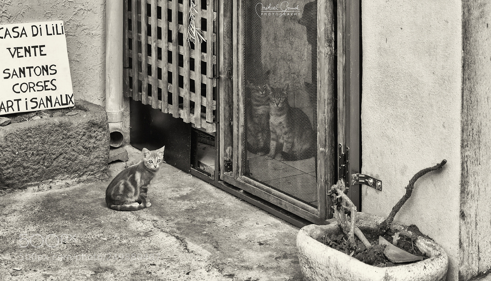 Nikon D200 sample photo. Curious cat photography