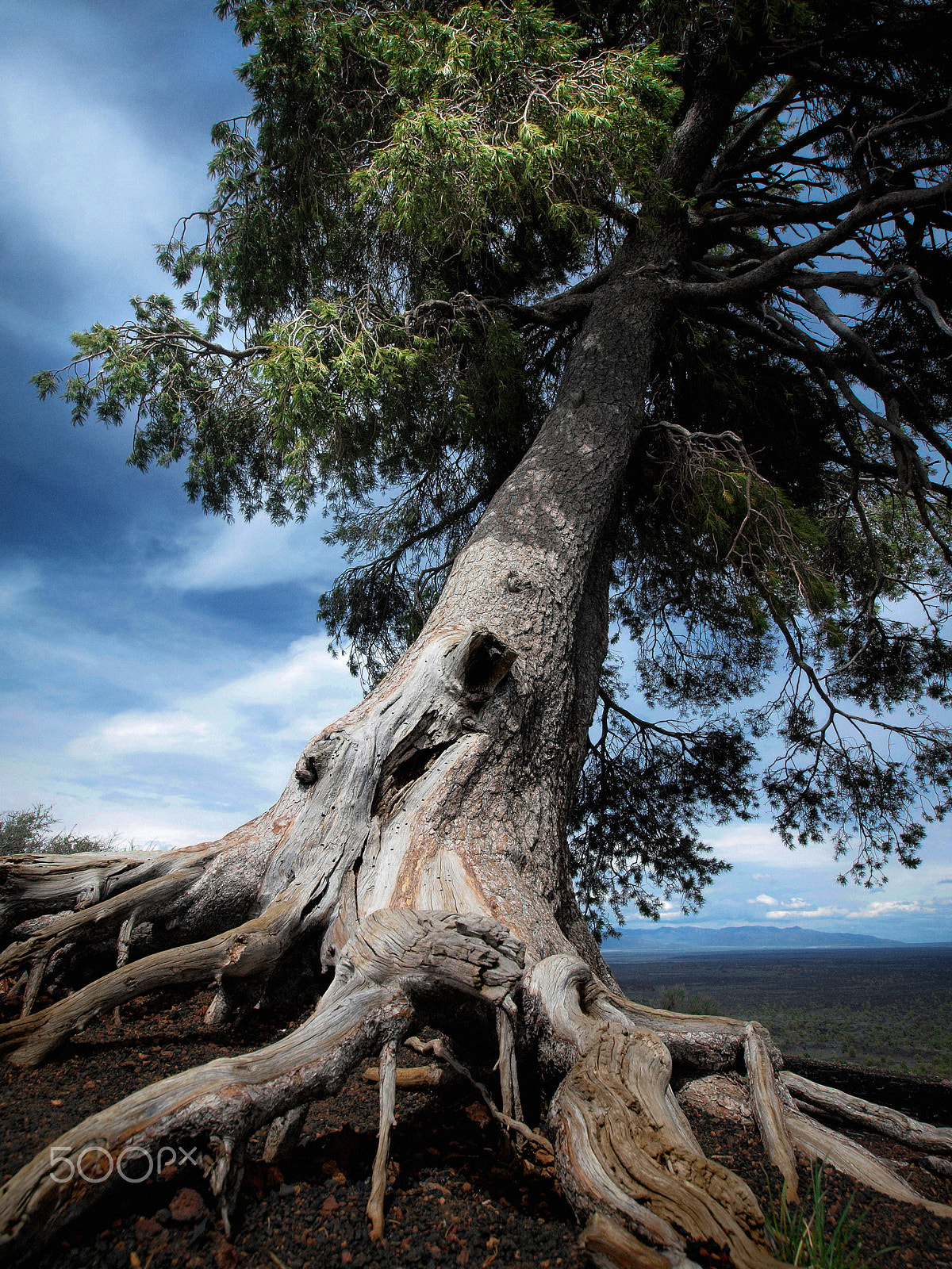Olympus E-600 (EVOLT E-600) sample photo. Tree on inferno cone photography