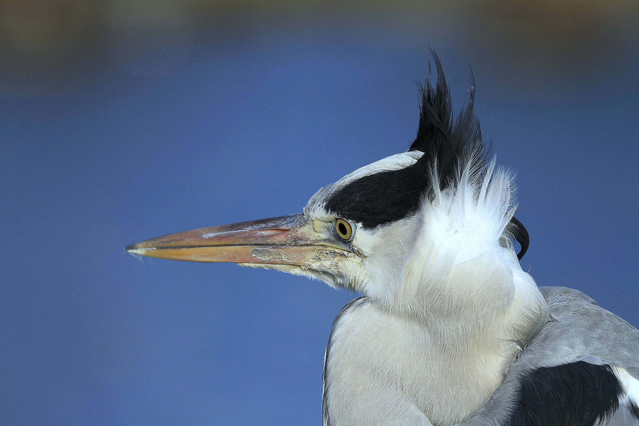 Canon EF 100-400mm F4.5-5.6L IS USM sample photo. Mgs photography