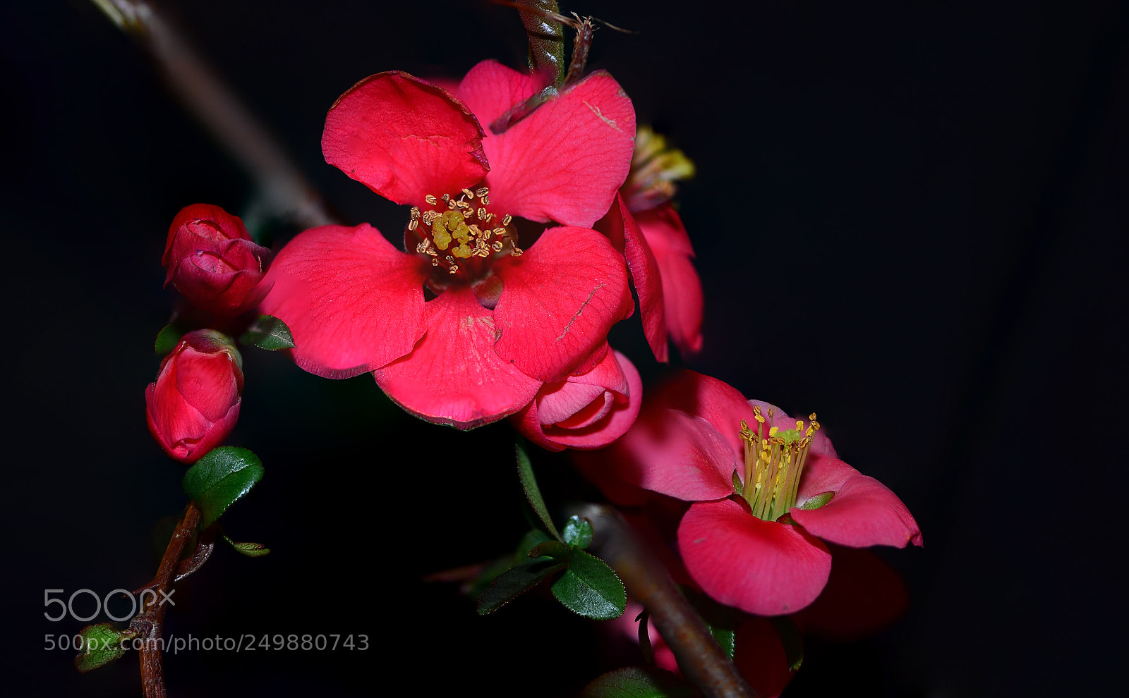 Nikon D7000 sample photo. Pomegranate flower photography