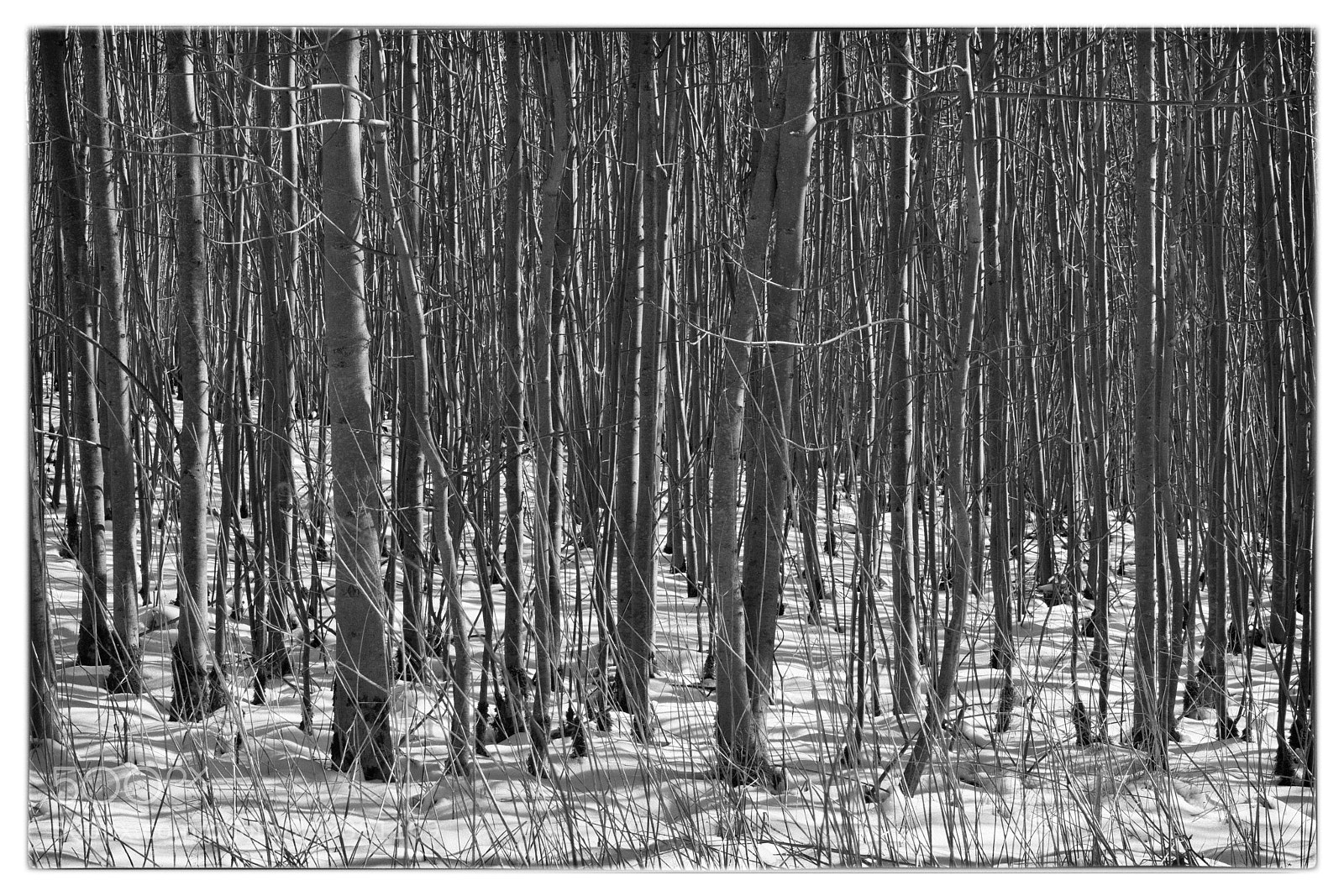 Sony a7R III sample photo. Trees and snow photography
