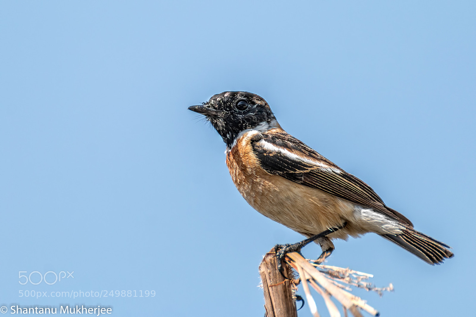 Canon EOS 70D sample photo. Siberian stonechat photography