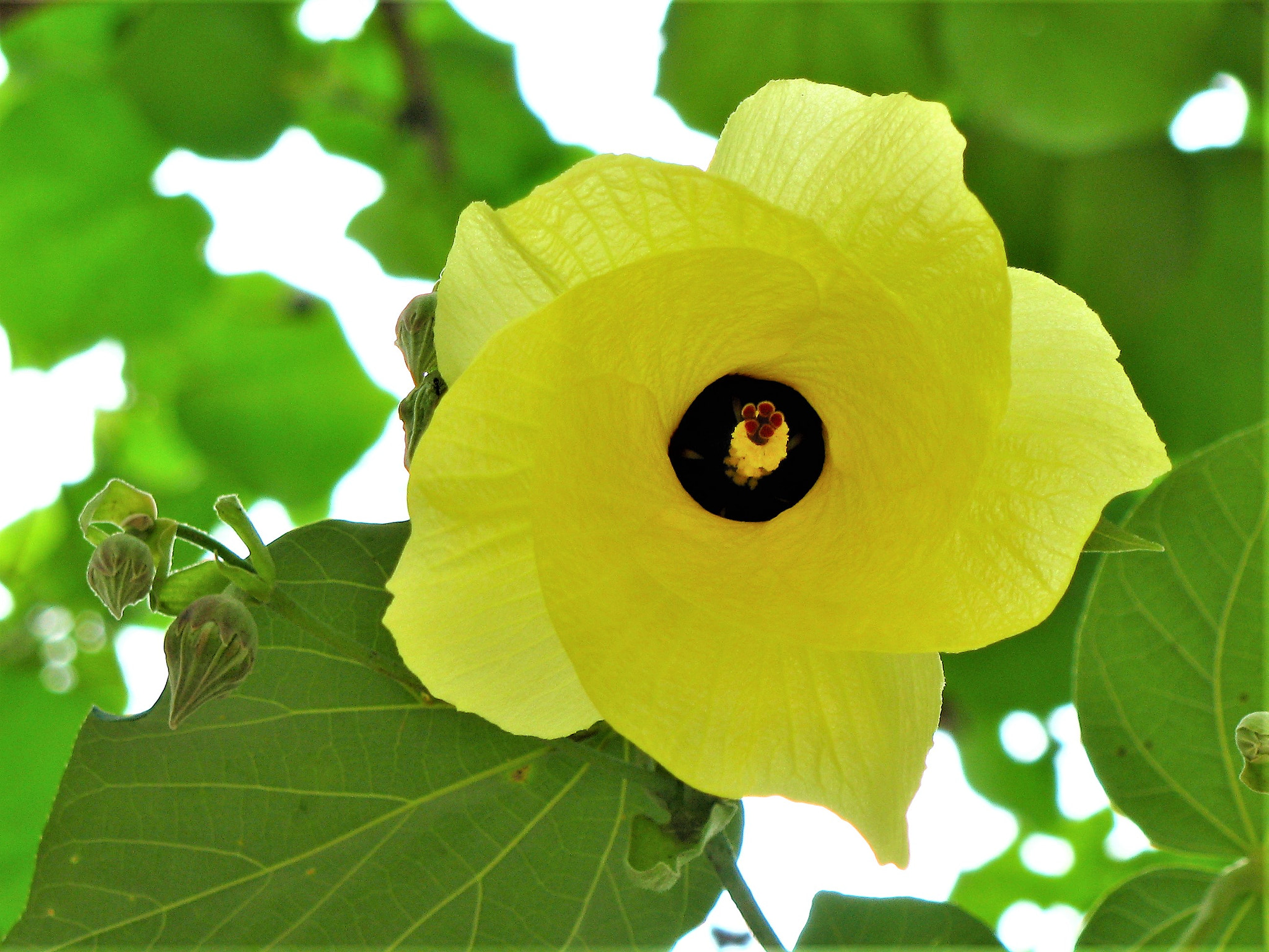 Canon POWERSHOT SX100 IS sample photo. The beautiful yellow flower photography