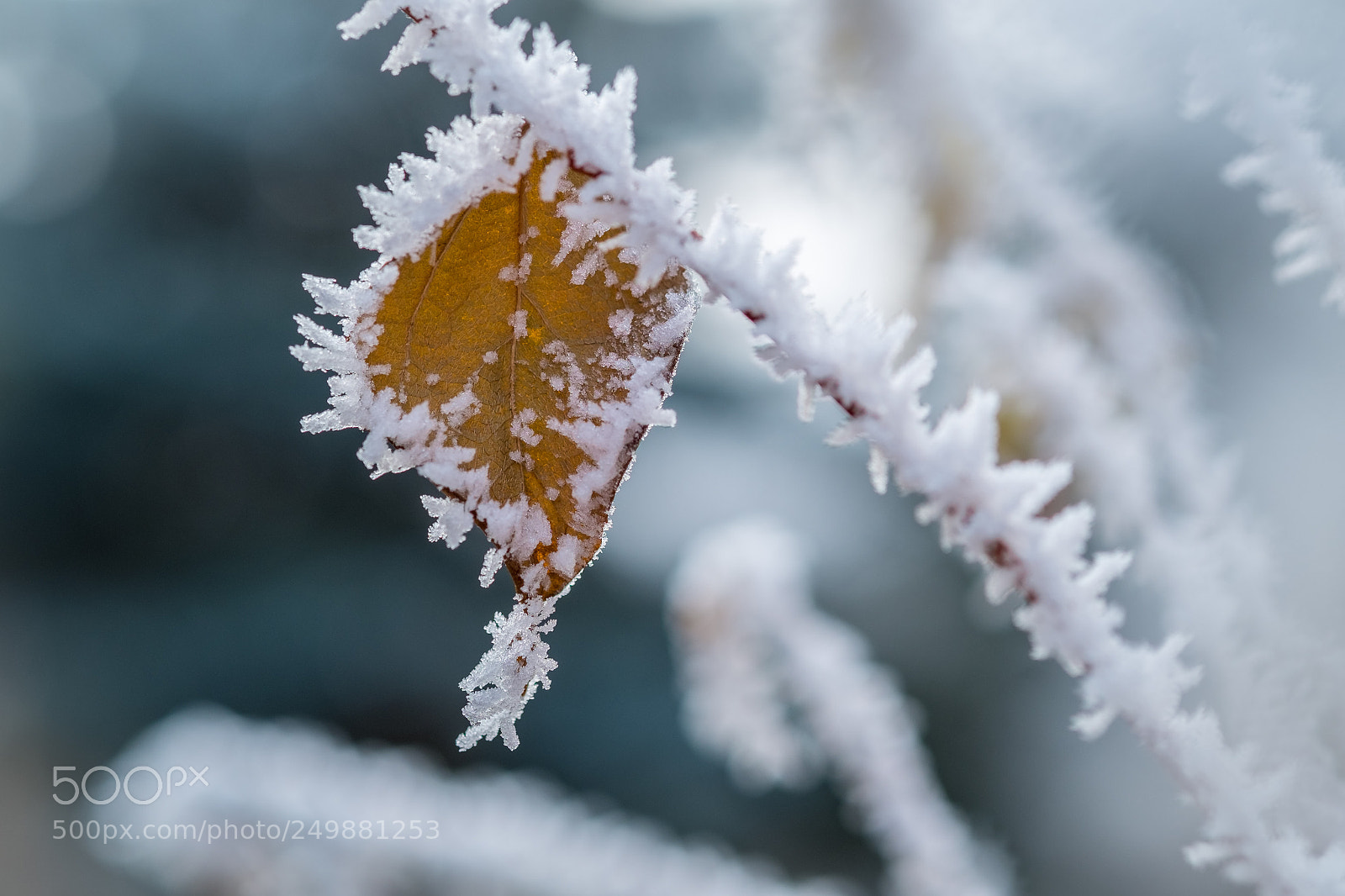 Fujifilm X-E1 sample photo. White frost 2 photography
