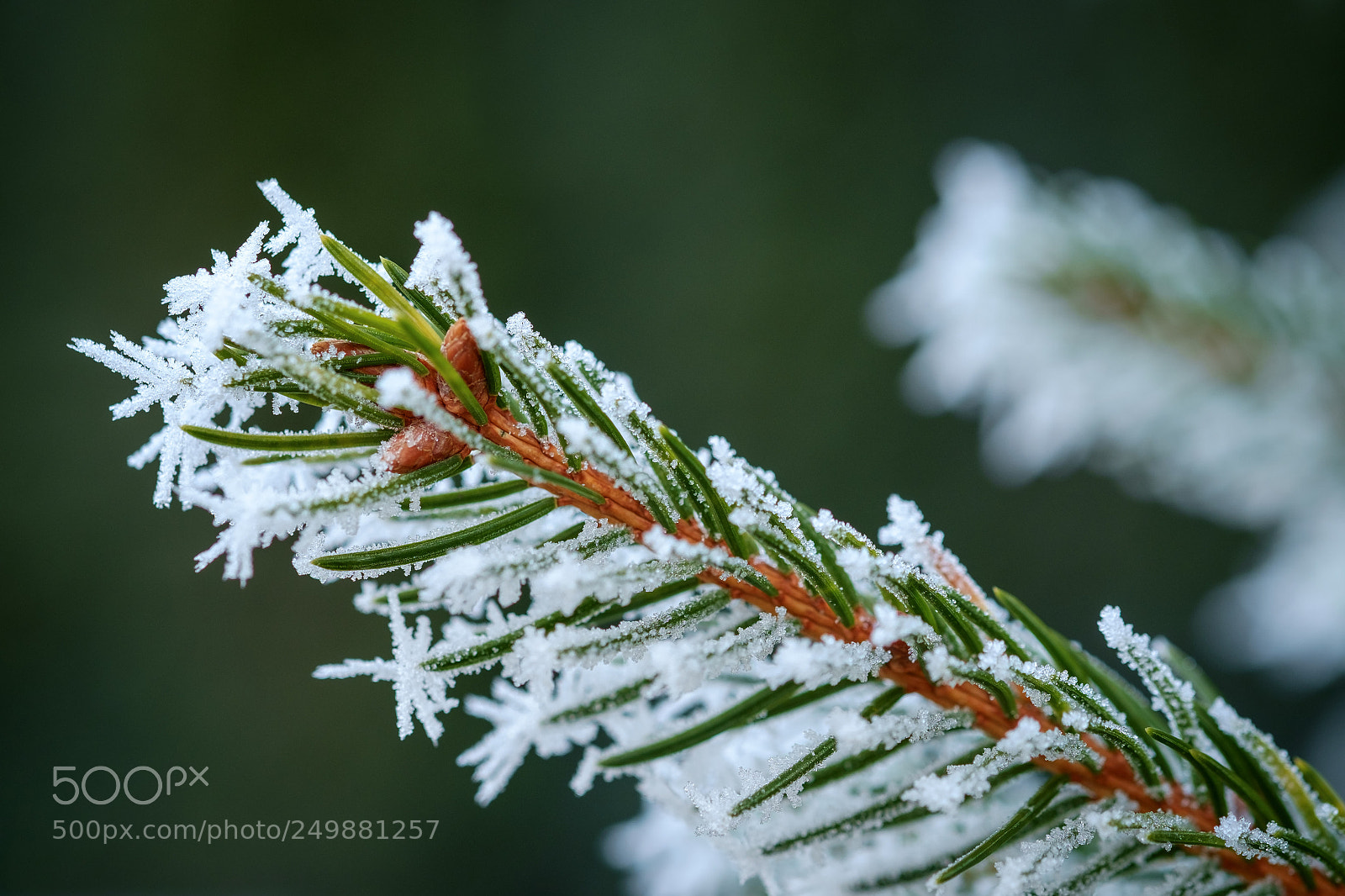 Fujifilm X-E1 sample photo. White frost 3 photography