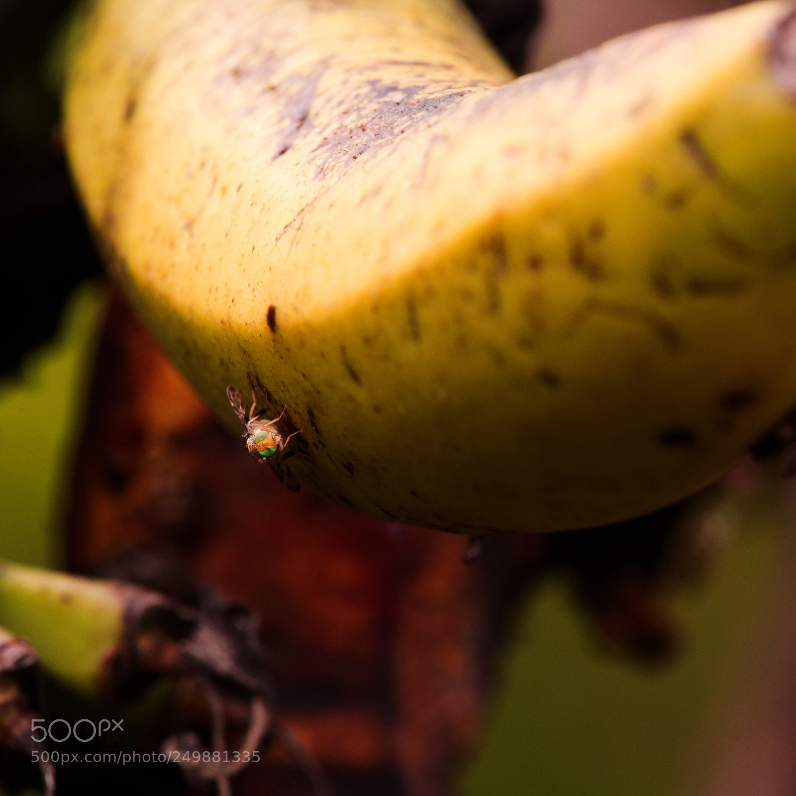 Canon EOS 5D sample photo. Banana ooh-na-naa photography