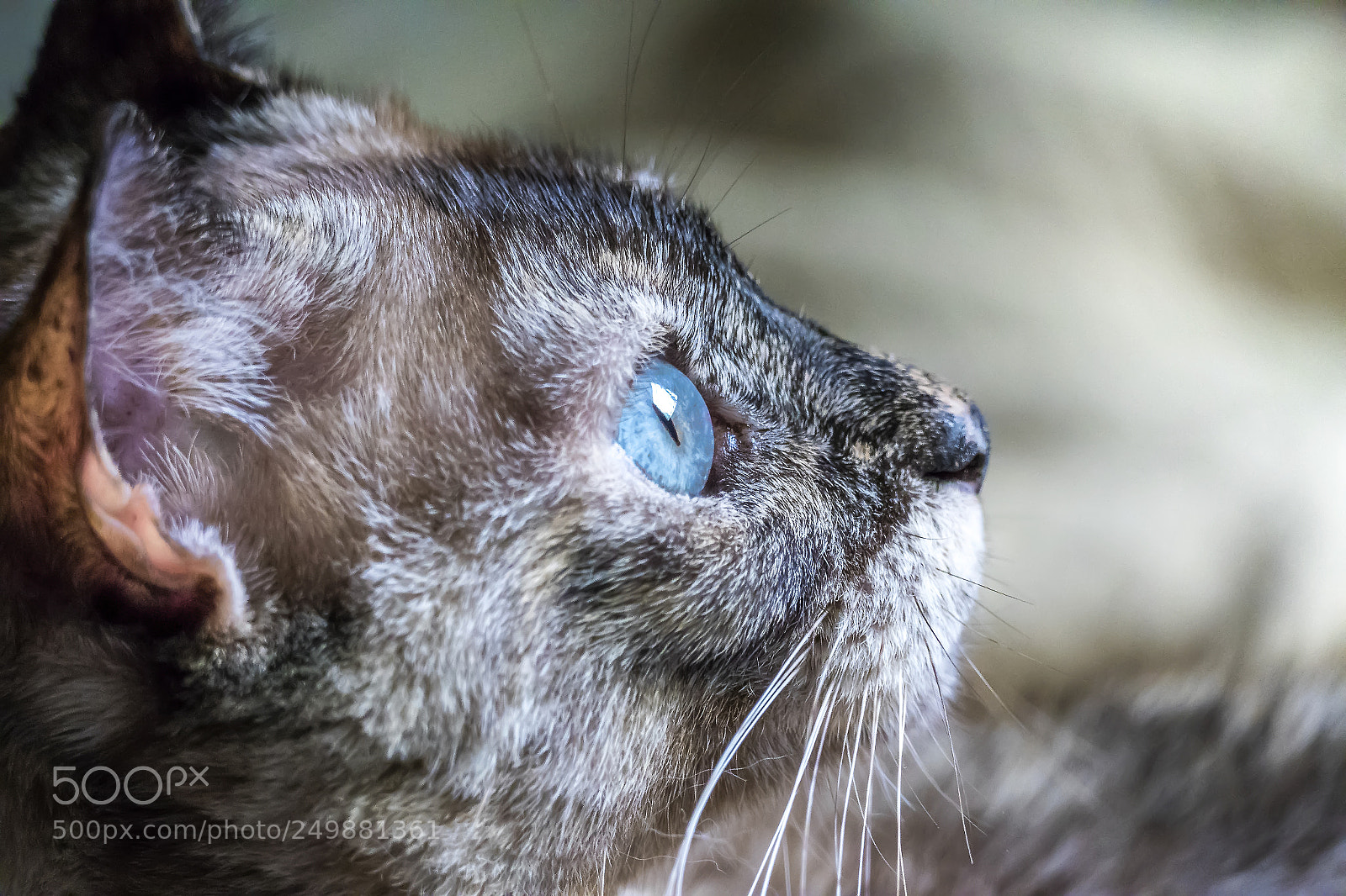 Leica V-Lux (Typ 114) sample photo. Grandma's cat photography