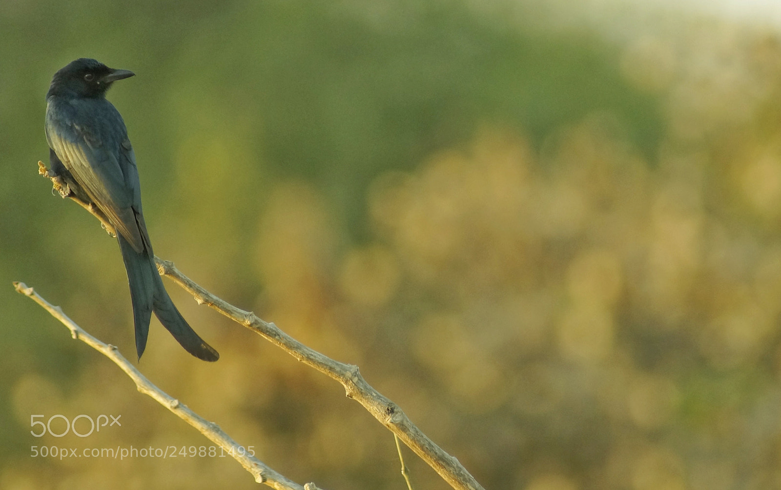 Sony SLT-A57 sample photo. Blackdrongo photography