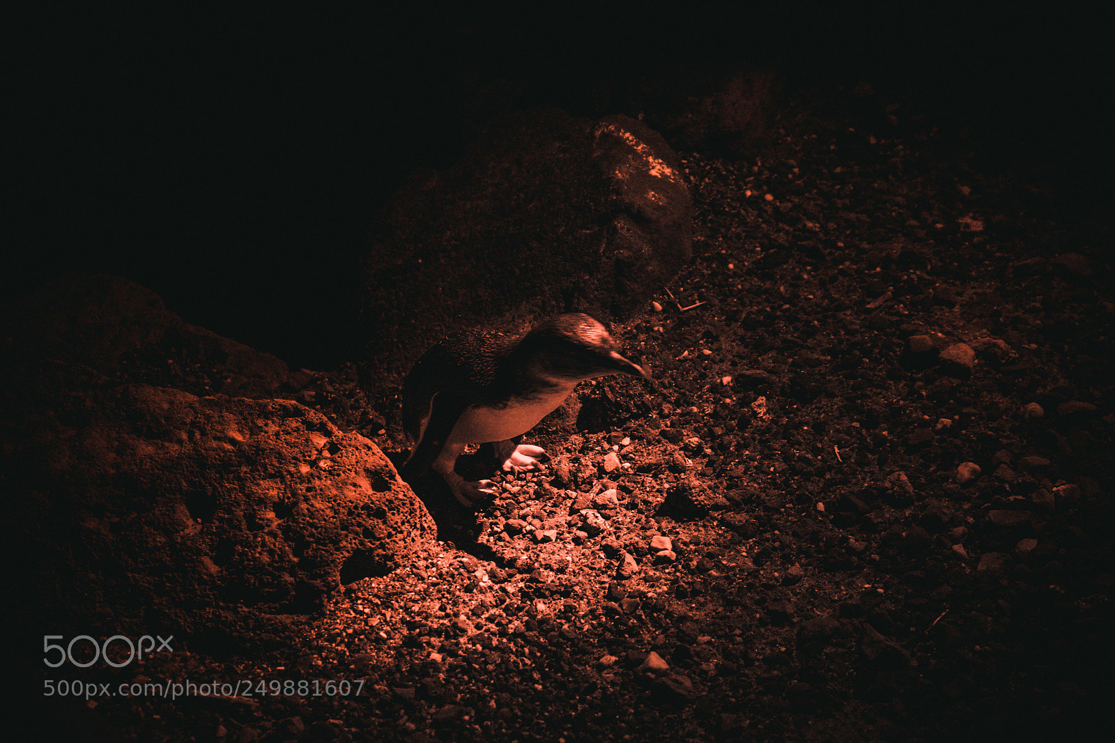 Fujifilm X-T1 sample photo. St. kilda little penguins photography