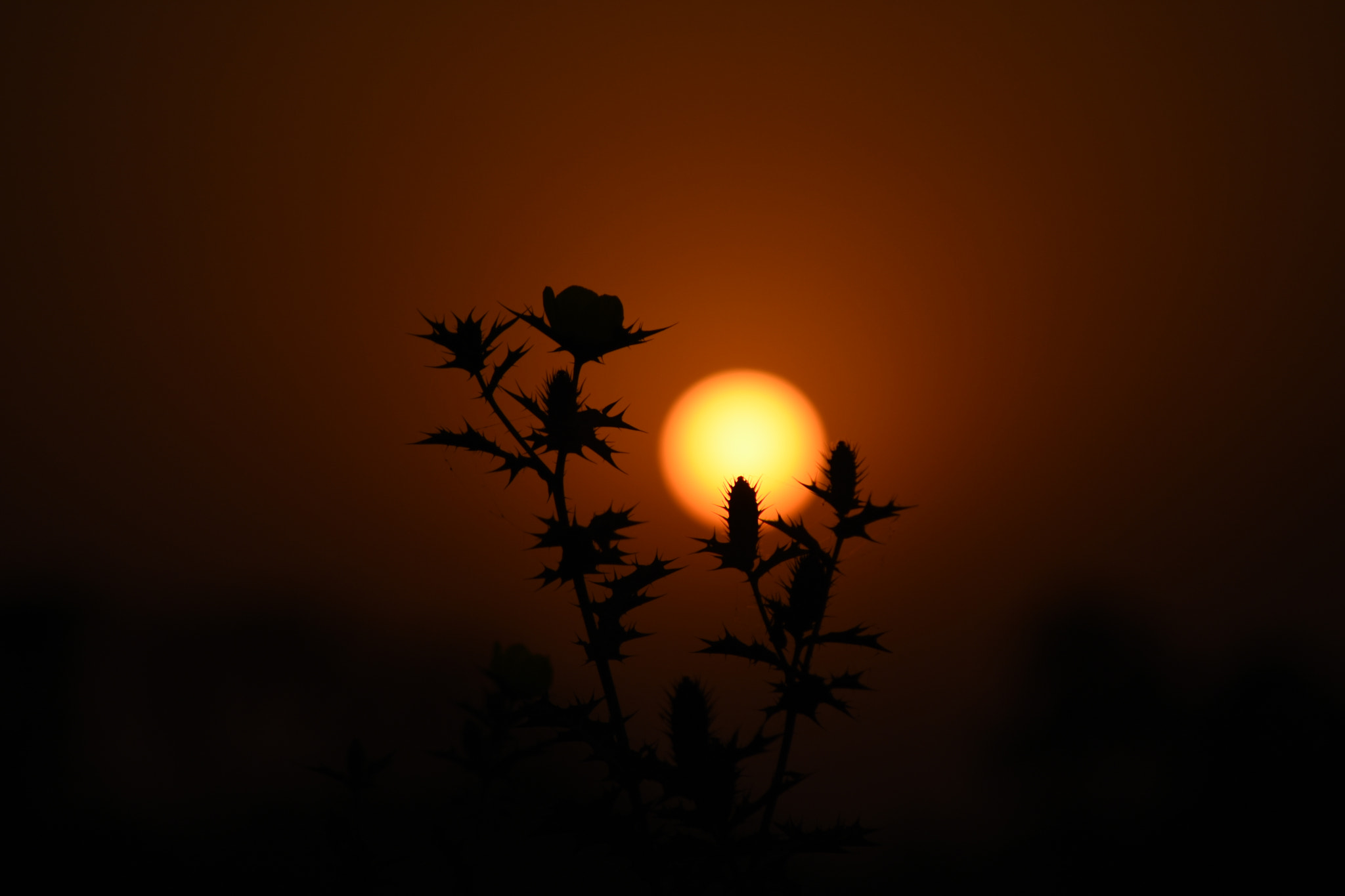 Nikon D7200 + Nikon AF Nikkor 70-300mm F4-5.6G sample photo. Red sun  march 2018 photography