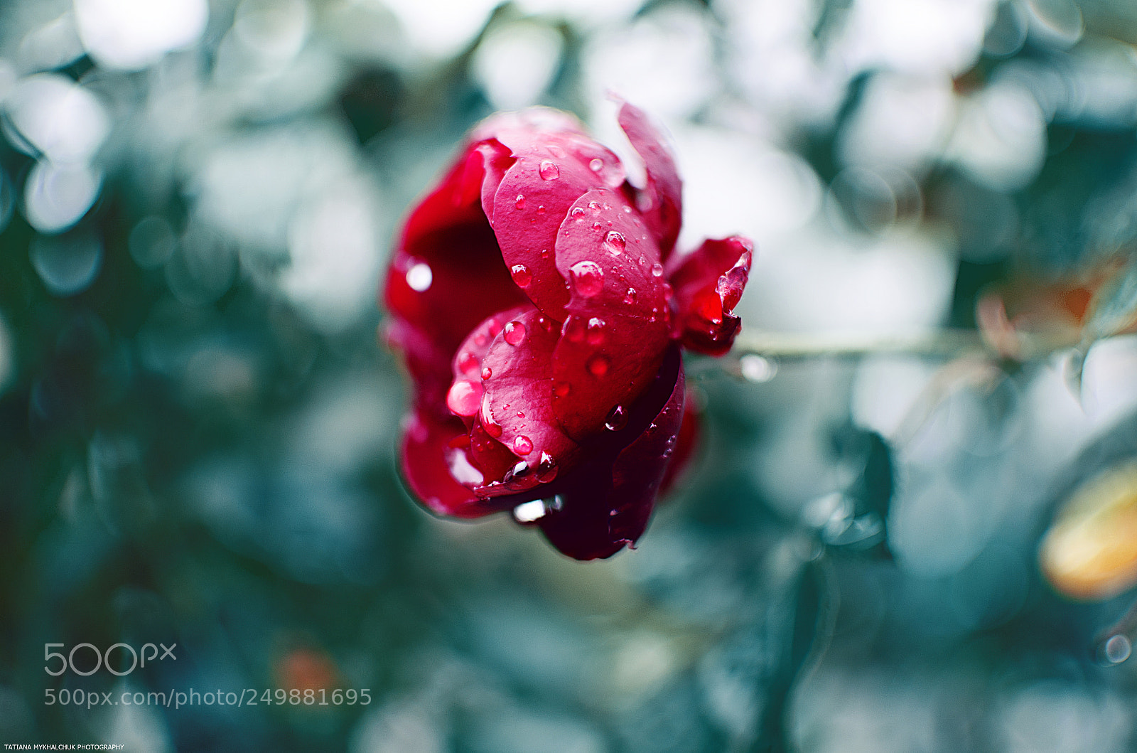 Nikon D5100 sample photo. Red rose photography
