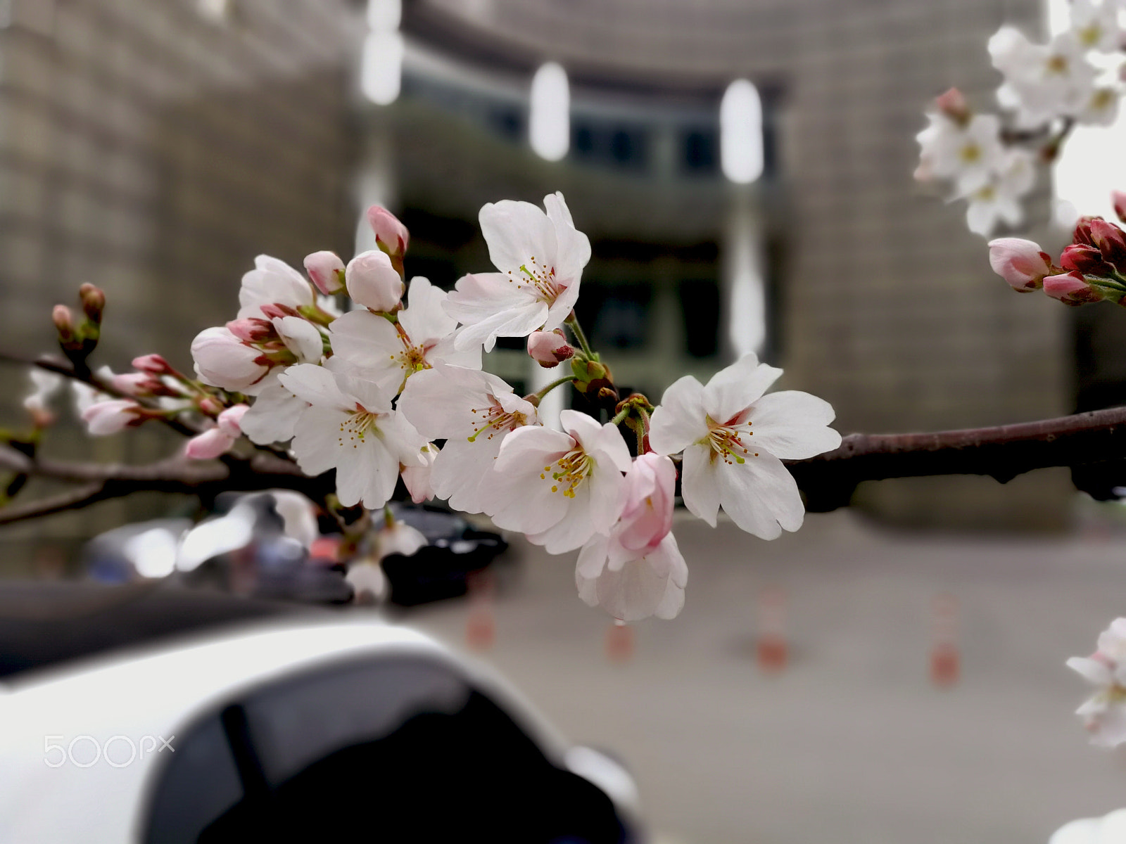 HUAWEI Honor V9 sample photo. 西苑赏樱01 photography