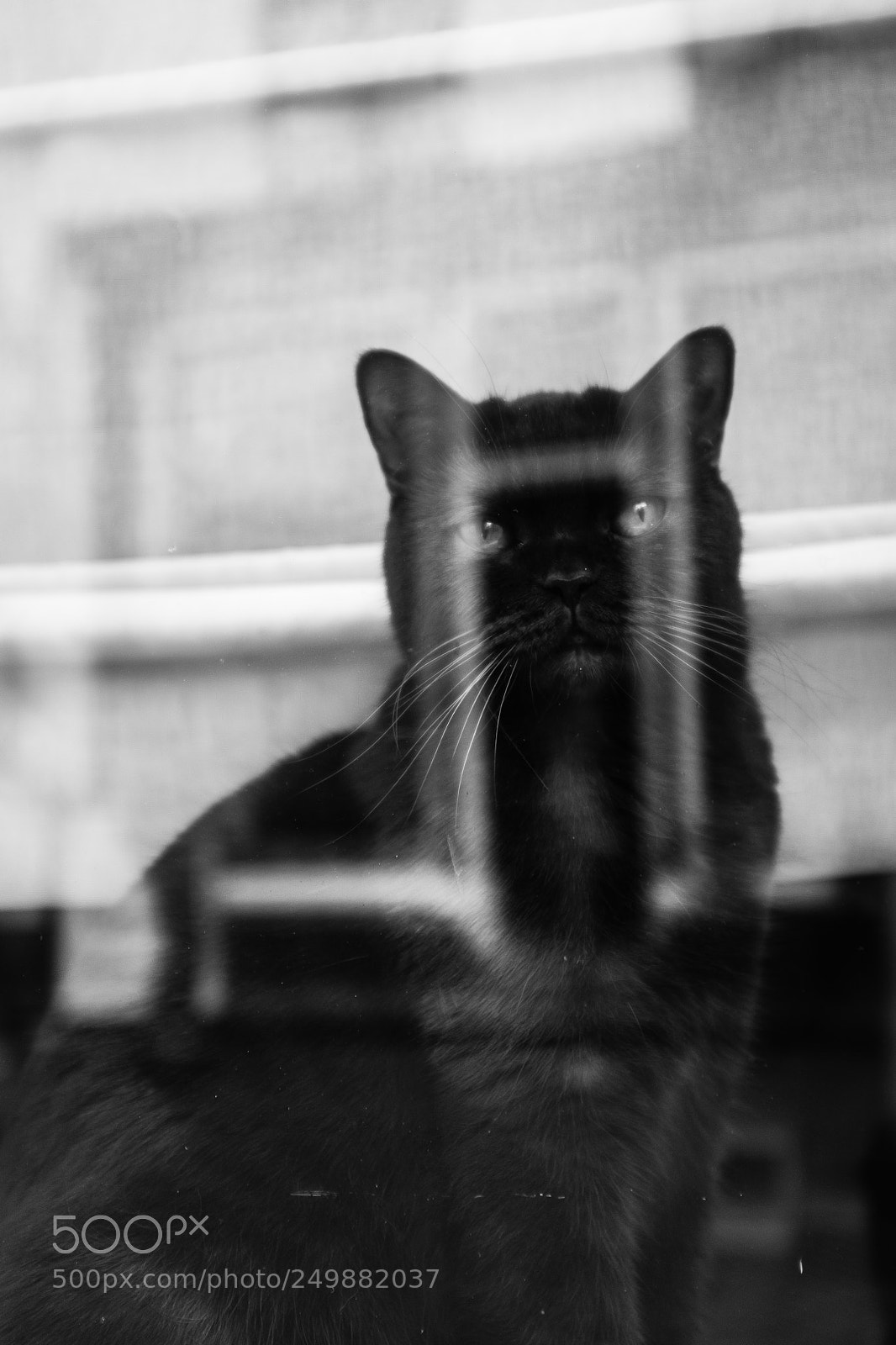 Fujifilm X100S sample photo. Cat in window photography