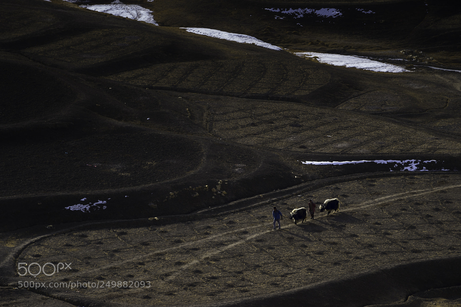 Sony a7 II sample photo. Morning walk_dsc0887.jpg photography