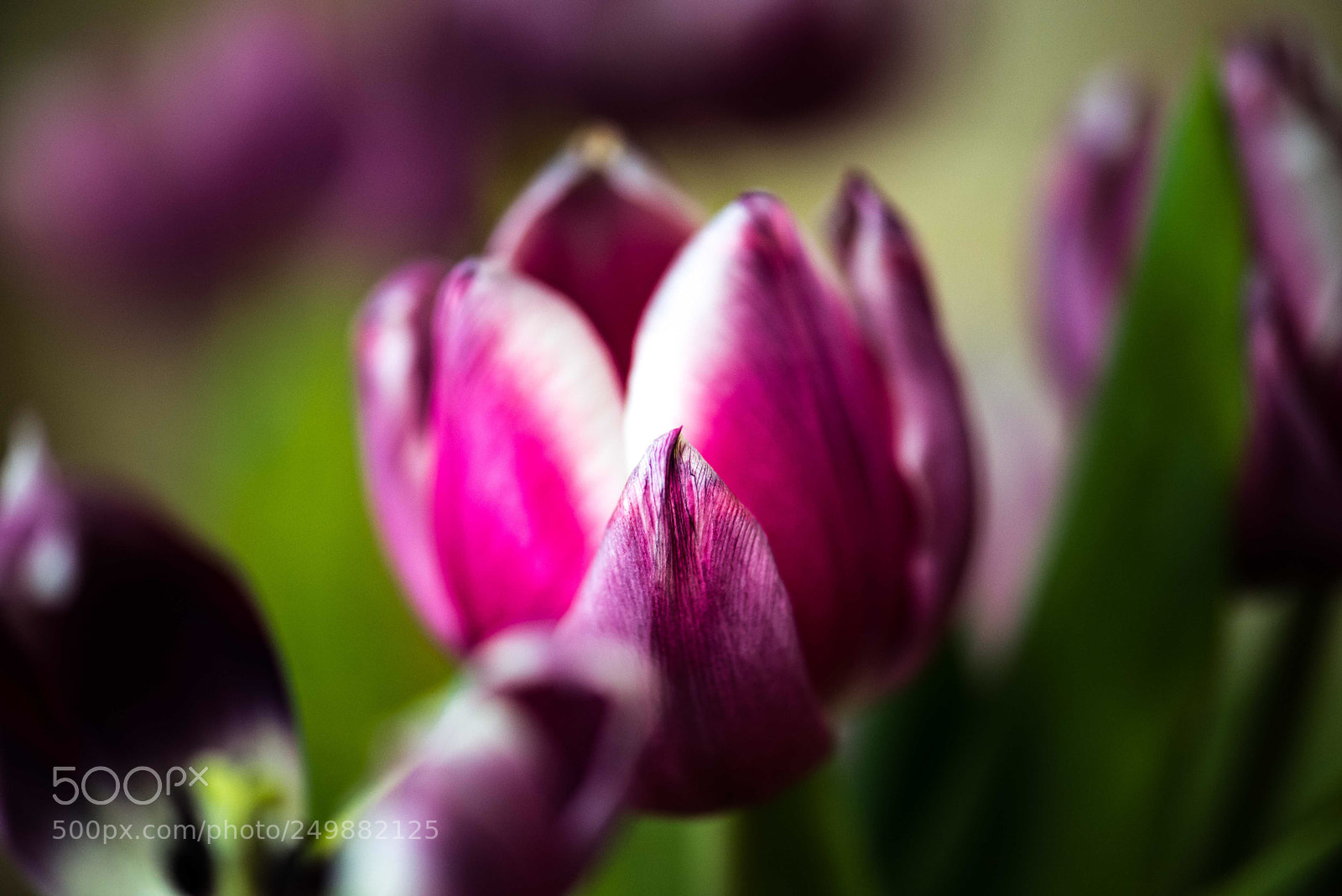 Nikon D610 sample photo. Tulips  photography