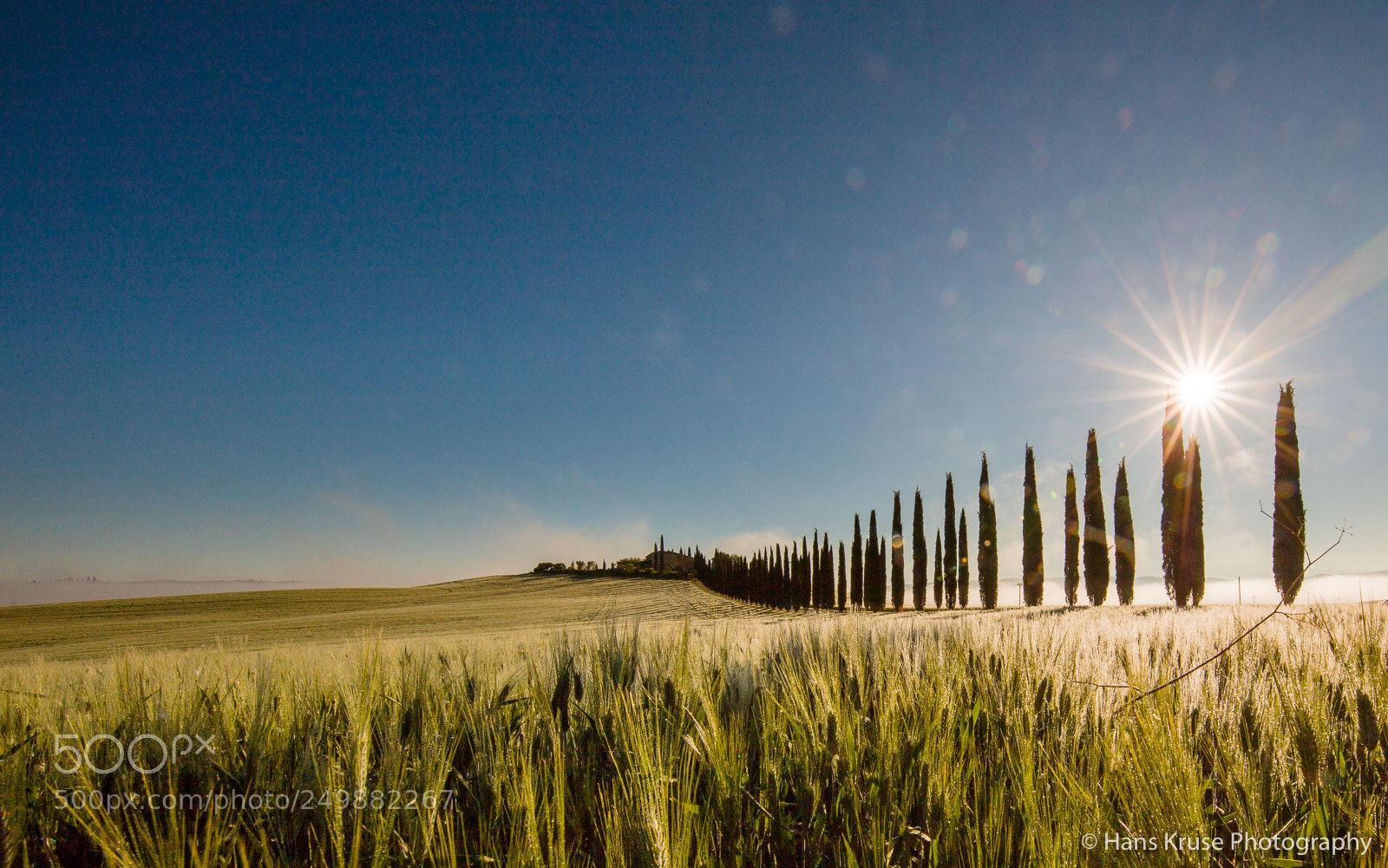 Canon EOS 5DS R sample photo. Cypress trees in the photography