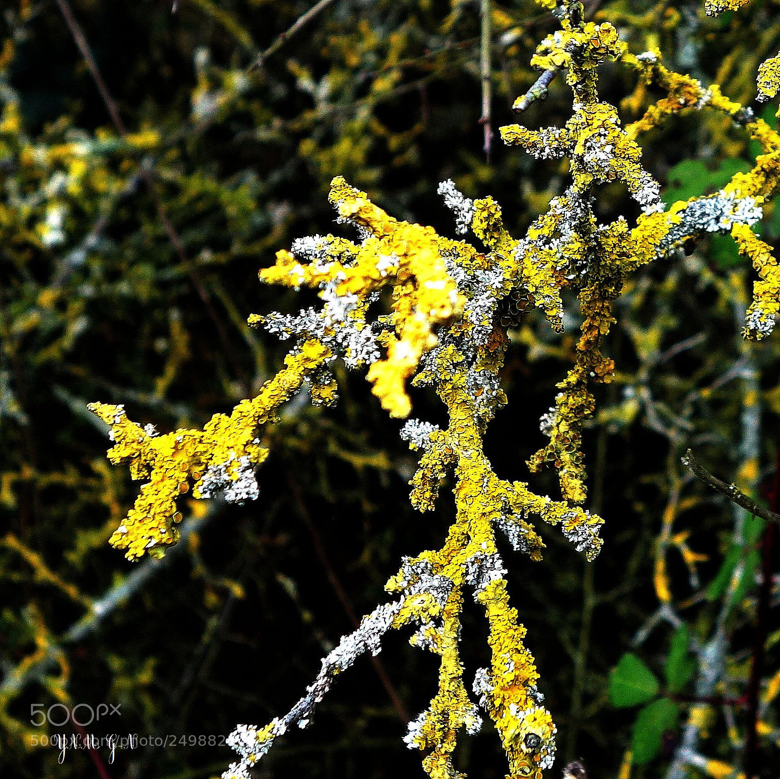 Sony Cyber-shot DSC-RX100 II sample photo. () cvp lot photography