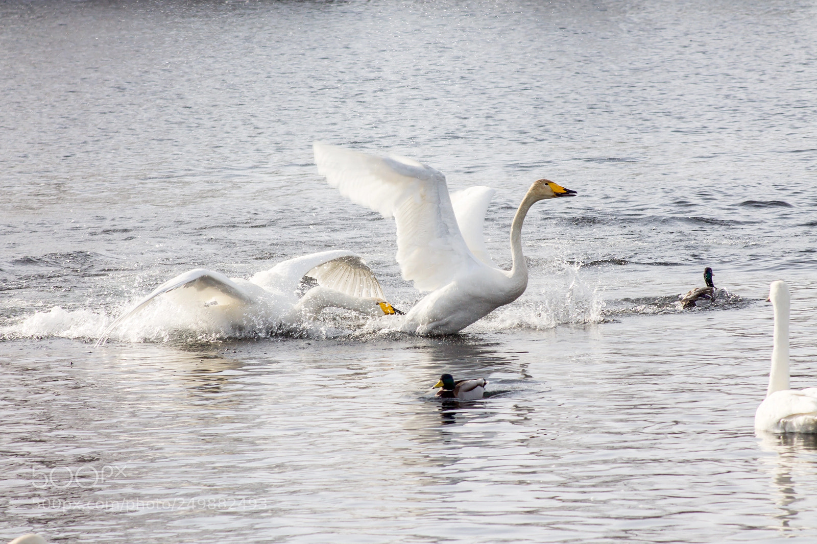 Canon EOS 1100D (EOS Rebel T3 / EOS Kiss X50) sample photo. Swan lake photography