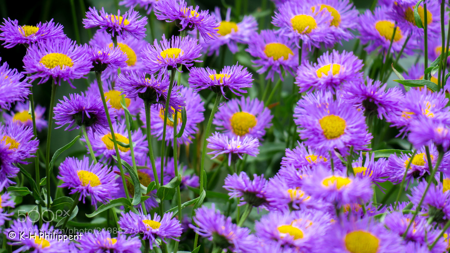 Canon PowerShot G3 X sample photo. Kassel germany , botanical photography