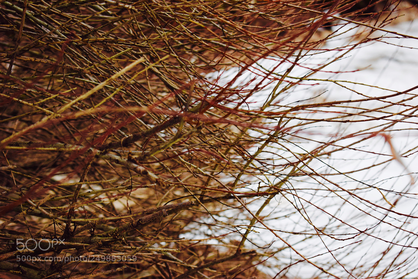 Nikon D3300 sample photo. Branches by the sea photography