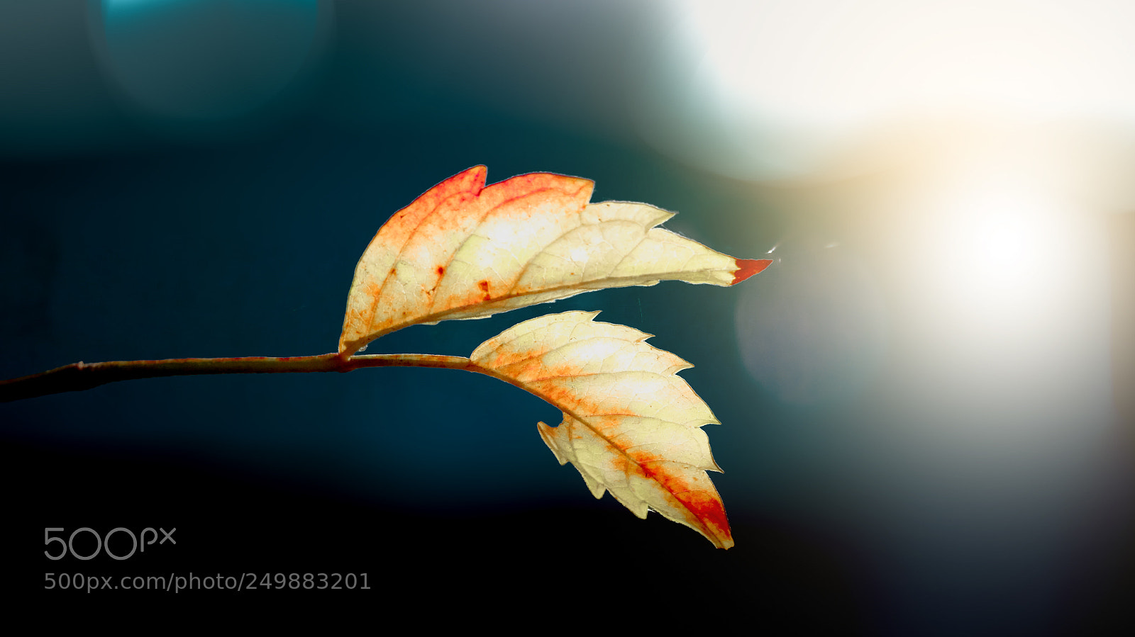 Sony Cyber-shot DSC-WX350 sample photo. Autumn leaf photography