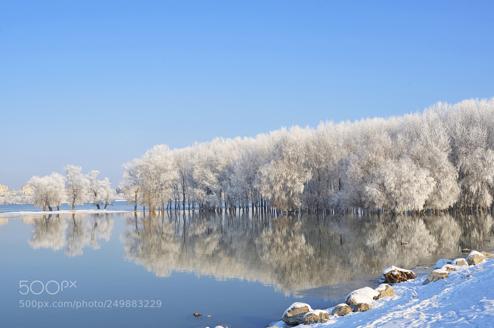 Nikon D700 sample photo. Winter trees covered with photography